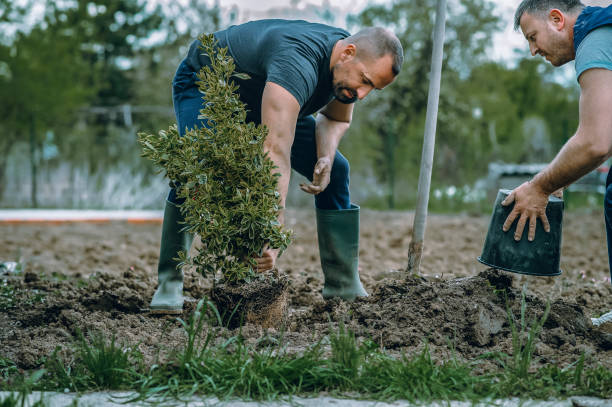 Best Stump Grinding and Removal  in Lynchburg, OH